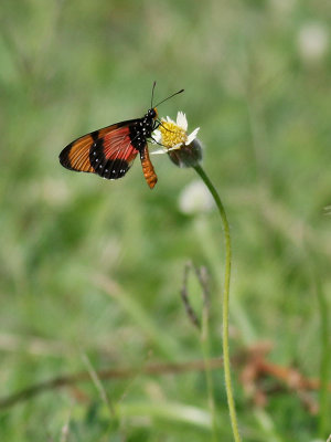 Butterfly sp.
