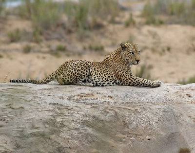 Leopard   African Leopard  Panthera pardus