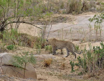 Leopard   African Leopard  Panthera pardus