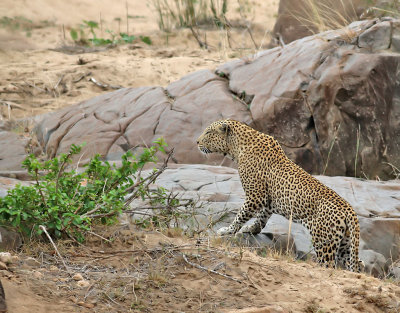 Leopard   African Leopard  Panthera pardus