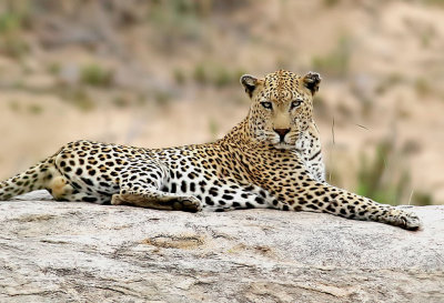 Leopard   African Leopard  Panthera pardus