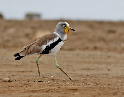 Vitkronad vipa  White-crowned Lapwing  Vanellus albiceps