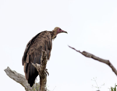 Kappgam  Hooded Vulture  Necrosyrtes monachus