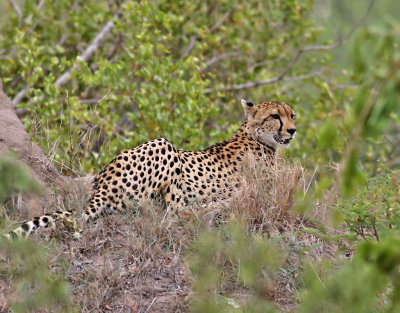Gepard  Cheetah  Acinonyx jubatus