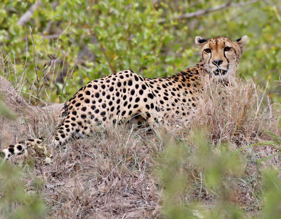 Gepard  Cheetah  Acinonyx jubatus