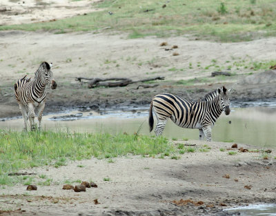 Stppzebra  Burchell's Zebra  Equus quagga burchellii