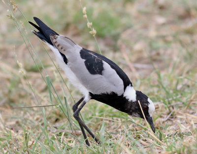 Smedvipa  Blacksmith Lapwing  Vanellus armatus