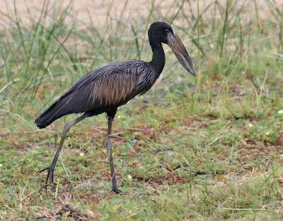 Afrikansk gapnbbsstork  African Openbill  Anastomus lamelligerus