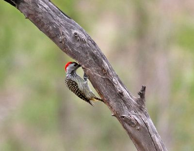 Kardinalspett Cardinal Woodpecker Dendropicos fuscescens