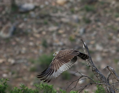 Brun ormrn  Brown Snake Eagle  Circaetus cinereus