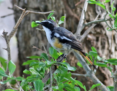 Vitstrupig snårskvätta White-throated Robin-Chat Cossypha humeralis