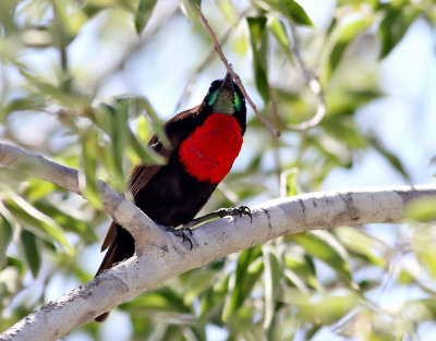 Karmosinbrstad solfgel  Scarlet-chested Sunbird  Chalcomitra senegalensis