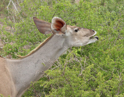 Strre kudu Greater Kudu  Tragelaphus strepsiceros