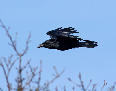 Korp <br> Raven<br> Corvus corax