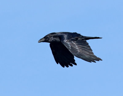 Korp  Raven Corvus corax