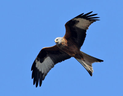 Rdglada  Red Kite Milvus milvus