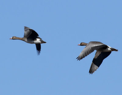 Blsgs  Greater White-fronted Goose  Anser albifrons