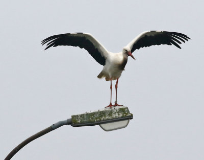 Vit stork Ciconia ciconia	White Stork