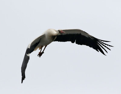 Vit stork Ciconia ciconia	White Stork