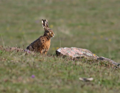 Flthare  Brown Hare Lepus europaeus