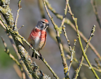 Hmpling Linnet Carduelis cannabina