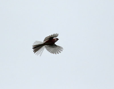 Lngstjrtad rosenfink  Long-tailed Rosefinch  Carpodacus sibiricus