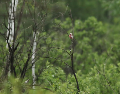 Lngstjrtad rosenfink  Long-tailed Rosefinch  Carpodacus sibiricus