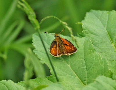 ngssmygare  Large SkipperOchlodes sylvanus