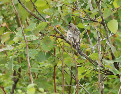 Lngstjrtad rosenfink  Long-tailed Rosefinch  Carpodacus sibiricus