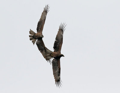 Brunglada  Milvus migrans Black Kite