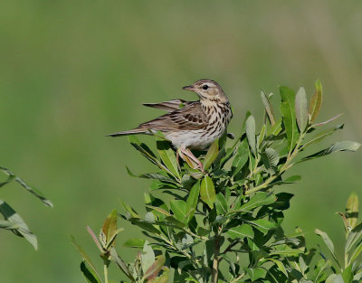 ngspiplrka  Meadow Pipit  Anthus pratensis
