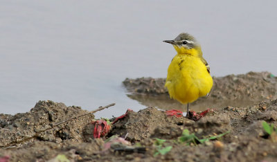 Gulrla  Yellow wagtail Motacilla flava flava