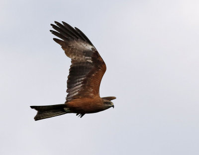 Brunglada  Milvus migrans Black Kite