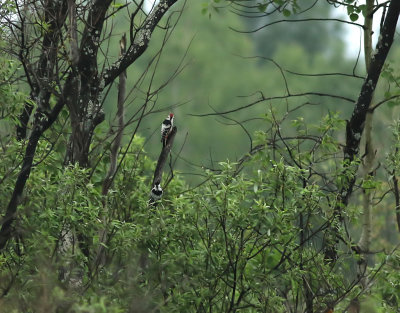 Vitryggig hackspett  White-backed Woodpecker  Dendrocopos leucotos