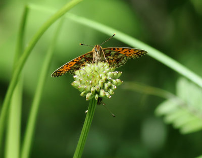 Brunflckig prlemorfjril  Small Pearl-bordered Fritillary Boloria selene