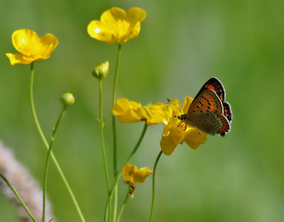 Violett guldvinge   Violet Copper  Lycaena helle