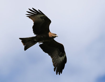 Brunglada  Milvus migrans Black Kite
