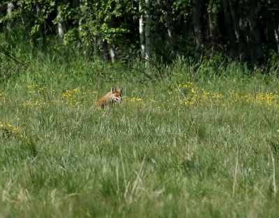 Rdrv  Red Fox  Vulpes vulpes