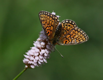 Svartringlad prlemorfjril  Bog Fritillary  Boloria eunomia  