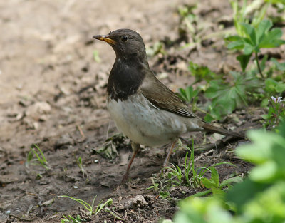 Svarthalsad trast Black-throated Thrush Turdus atrogularis