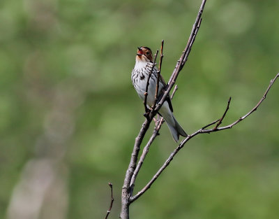 Dvärgsparv Little Bunting Emberiza pusilla