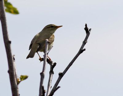Nordsångare Arctic Warbler Phylloscopus borealis