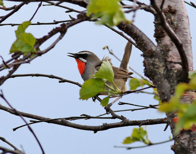 Rubinnktergal  Siberian Rubythroat  Luscinia calliope