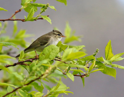 Nordsångare Arctic Warbler Phylloscopus borealis
