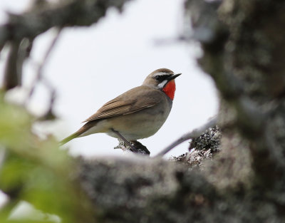 Rubinnktergal  Siberian Rubythroat  Luscinia calliope