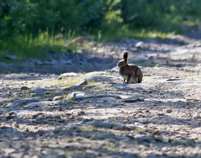 Skogshare  Mountain Hare  Lepus timidus