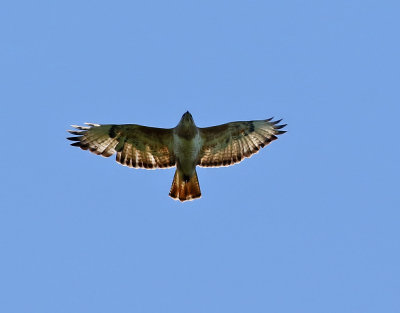 Stppvrk  Steppe Buzzard  Buteo buteo vulpinus