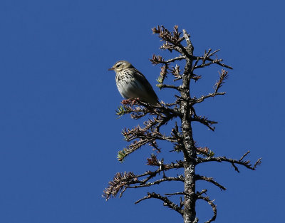 Sibirisk piplärka Olive-backed Pipit Anthus hodgsoni