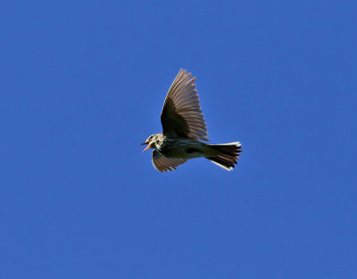 Sibirisk piplärka Olive-backed Pipit Anthus hodgsoni