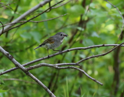 Blstjrt  Red-flanked Bluetail  Tarsiger cyanurus